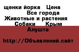 щенки йорка › Цена ­ 15 000 - Все города Животные и растения » Собаки   . Крым,Алушта